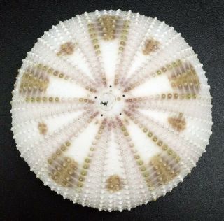 Outstanding Pseudoboletia Maculata 51.  6 Mm Sea Urchin Australia