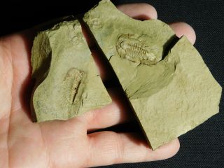A Rare And 100 Natural Leonaspis Trilobite Fossil From Morocco 154gr E E