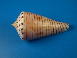 Conus Hirasei,  Great Pattern,  47.  7mm,  Philippines Shell