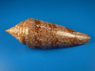 Conus Gloriamaris,  Pattern,  108.  2mm,  Philippines Shell