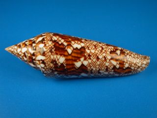 Conus Bengalensis,  Pattern,  98.  6mm,  Thailand Shell