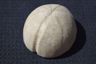 Fossil Hemipneustes Striatoradiatus Sea Urchin Sand Dollar Echinoid Cretaceous