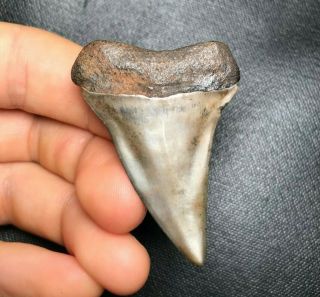 Meherrin River 1.  93 " Mako Shark Tooth Teeth Fossil Sharks Necklace Megalodon Meg