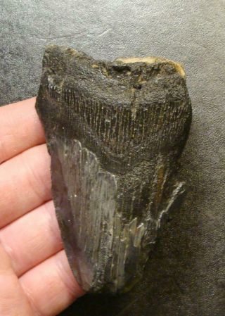 Stunning 3 3/4 " Megalodon Shark Tooth Teeth Fossil Jaw Megladon