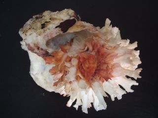 Monster/super Frilly.  Chama Lazarus On Coral 115mm Indonesia Jewel Box