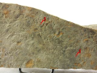 Palaeopascichnus Delicatus Precambrian Ediacaran (vendian) Trace Fossil