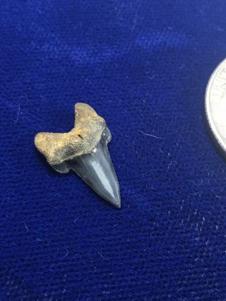 Pseudocorax Affinis Cretaceous Fossil Shark Tooth Enci Quarry The Netherlands
