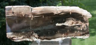Sis: 7 " Rip Cut African Woodworthia Petrified Wood Slab - Very Cool