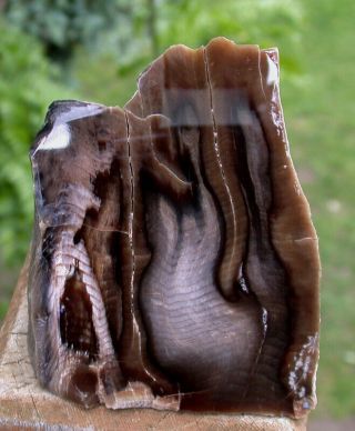 Sis: Exquisite Flame Calamity Butte Petrified Wood Stand - Up