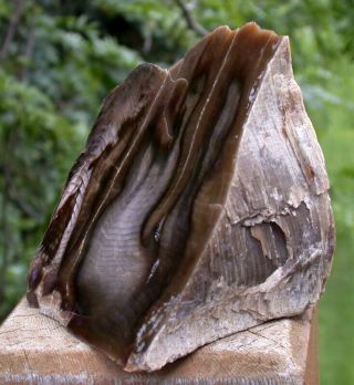 SiS: EXQUISITE FLAME Calamity Butte Petrified Wood Stand - up 2
