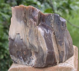 SiS: EXQUISITE FLAME Calamity Butte Petrified Wood Stand - up 4