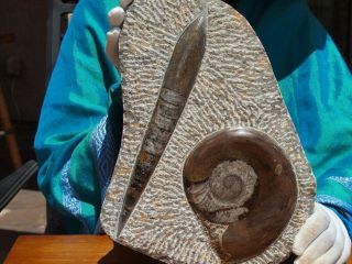 Huge Display Piece With 400 Years Old Orthoceras And Ammonite Shell Fossils