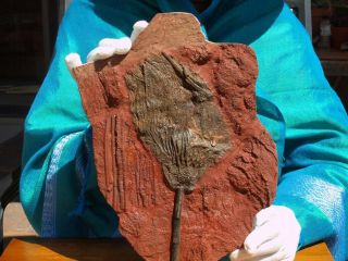 Huge 12.  0 " Inch Detailed Scyphocrinites Crinoid Fossil From Morocco