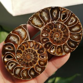 1 Pair Half Cut Ammonite Shell Jurrassic Fossil Specimen Madagascar 102g P1709