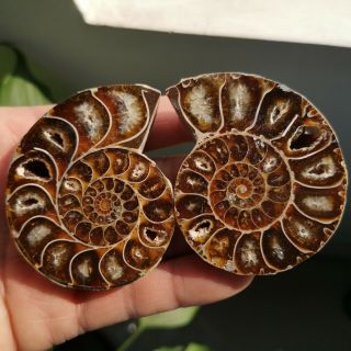 1 Pair Half Cut Ammonite Shell Jurrassic Fossil Specimen Madagascar 102g P1709 2
