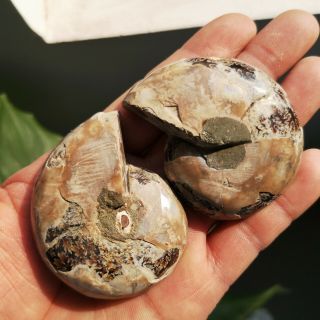 1 Pair Half Cut Ammonite Shell Jurrassic Fossil Specimen Madagascar 102g P1709 3