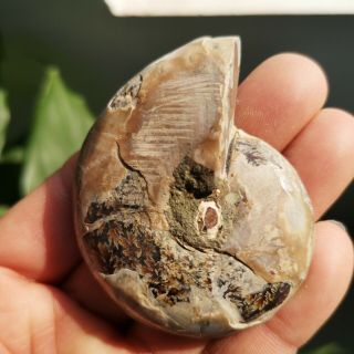 1 Pair Half Cut Ammonite Shell Jurrassic Fossil Specimen Madagascar 102g P1709 5