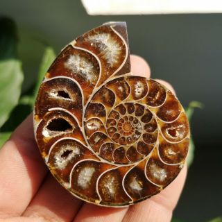 1 Pair Half Cut Ammonite Shell Jurrassic Fossil Specimen Madagascar 102g P1709 6
