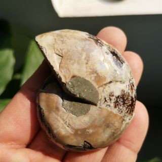1 Pair Half Cut Ammonite Shell Jurrassic Fossil Specimen Madagascar 102g P1709 7