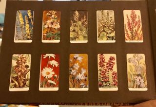 Wills ' s Vintage Cigarette Card Album With 100 cards - 89 Wildflowers & 11 Ladies 3