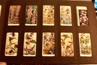 Wills ' s Vintage Cigarette Card Album With 100 cards - 89 Wildflowers & 11 Ladies 4