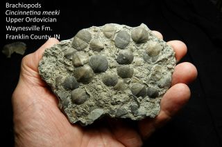 Striking Slab Of Ordovician Cincinnetina Meeki Brachiopods From Indiana