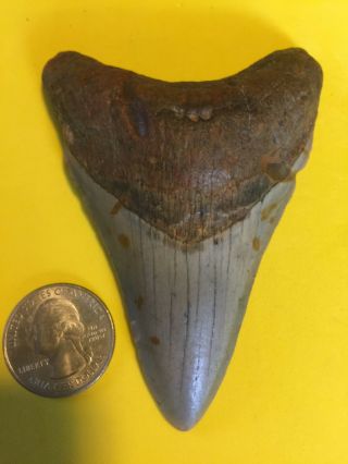 Megalodon Shark Tooth 3.  69 Inch No Restorations - Diver Direct