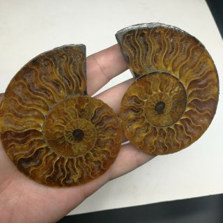 203g1 Madagascar Ammonite Fossil Nautilus Shell Cut Slices Specimen Q91