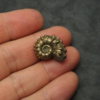 24mm Kosmoceras Ammonite Pyrite Fossils Ryazan Russia Fossilien Pendant 6