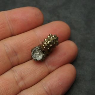 24mm Kosmoceras Ammonite Pyrite Fossils Ryazan Russia Fossilien Pendant 7