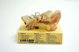 Vintage Anatomical Model Of A Human Ear From Lorabid Dated 1994