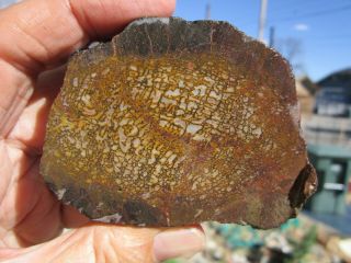 (br) Dinosaur Bone Rough Cut Petrified Fossil Agatized