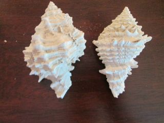 Two Fossilized Murex Sea Shells Miami River,  Florida