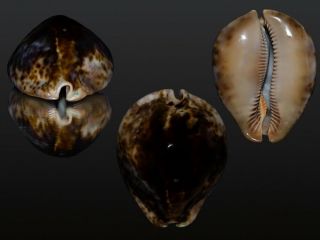 Seashell Cypraea Stercoraria Very Wide And Haevy Specimen 80.  5 Mm