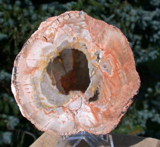 Sis: Magnificent Smaller 3 " Argentina Petrified Wood Round - Perfect Specimen
