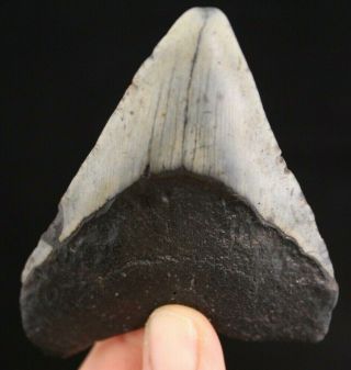 Megalodon Shark Tooth 3.  54 " Extinct Fossil Authentic Not Restored (cg8 - 48)