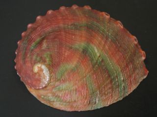 Color.  Haliotis Kamtschatkana Assimilis 88.  9mm Mexico Seashell