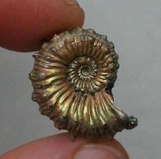26mm Kosmoceras Pyrite Ammonite Fossils Callovian Fossilien Russia Pendant