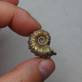 26mm Kosmoceras Pyrite Ammonite Fossils Callovian Fossilien Russia pendant 2