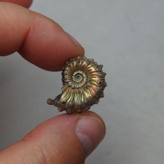 26mm Kosmoceras Pyrite Ammonite Fossils Callovian Fossilien Russia pendant 4
