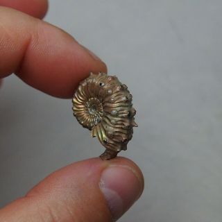 26mm Kosmoceras Pyrite Ammonite Fossils Callovian Fossilien Russia pendant 8