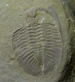 Unique Rare Birmanites Sp Trilobite W.  Hypostome,  Shihtien Fm,  Middle Ordovician