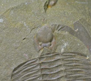 Unique RARE Birmanites sp Trilobite w.  Hypostome,  Shihtien Fm,  Middle Ordovician 2