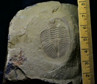 Unique RARE Birmanites sp Trilobite w.  Hypostome,  Shihtien Fm,  Middle Ordovician 3