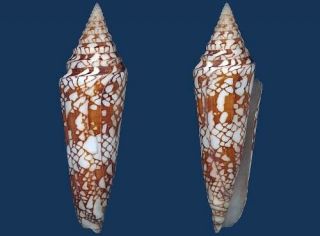 Shell Conus Milneedwardsi Clyptospira Seashell