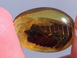 Unique Unknown Tree Leaf Burmite Myanmar Burma Amber Insect Fossil Dinosaur Age