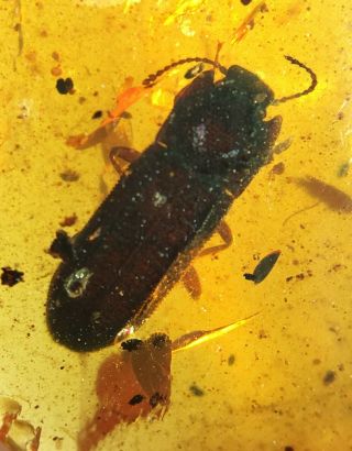 Uncommon Flat Beetle Burmite Myanmar Burmese Amber Insect Fossil Dinosaur Age