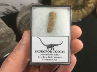 Rebachisaurid Sauropod Tooth 05 - Kem Kem,  Morocco,  Dinosaur Fossil
