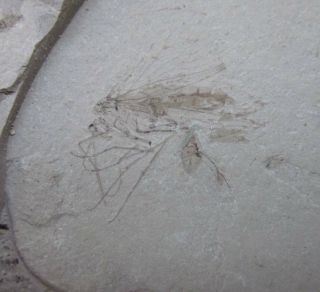 Scorpionfly Insect Fossil,  Inner Mongolia - 70868