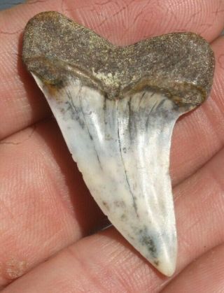 1 7/8 " Mako Shark Tooth Isurus Planus Bakersfield California Fossil Teeth